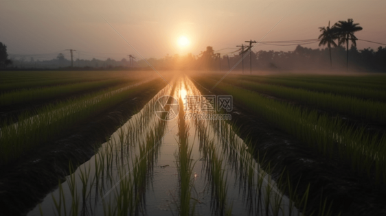 落日下的水稻田图片