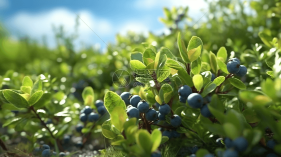 阳光照耀中的蓝莓图片