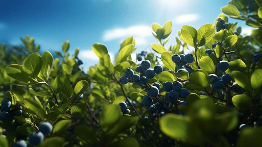 蓝莓灌木丛图片