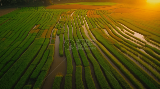 杂交水稻可持续农业图片