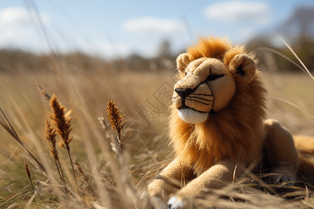 在大草原上的远眺针毡羊毛狮子图片