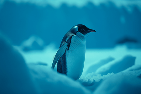 冰蓝色小企鹅图片