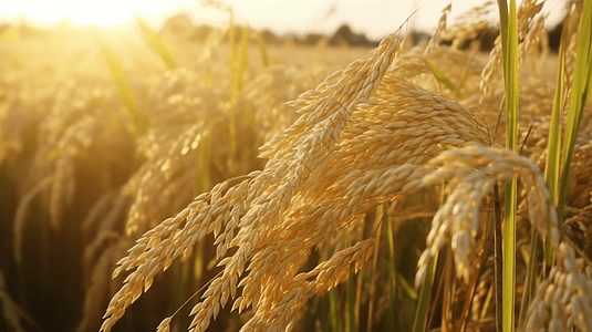 阳光照射的水稻图片