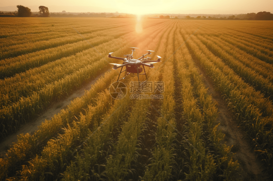 一架无人机飞越农田扫描作物图片