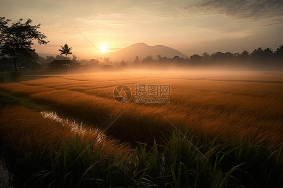 日出黎明的稻田图片