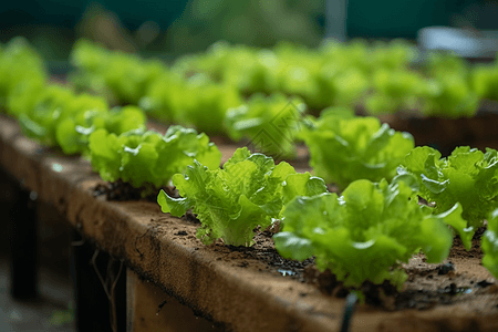 有机蔬菜沙拉种植花园背景图片