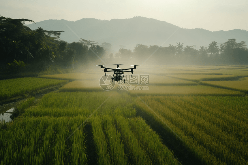 智能无人机在稻田上喷洒农药图片