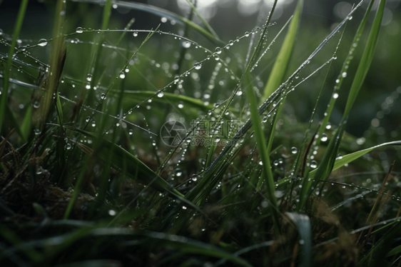 雨后的小草图片