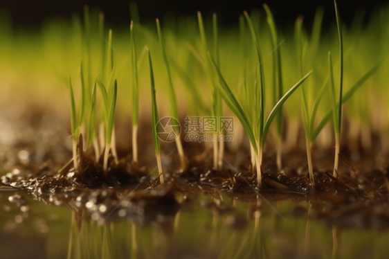 幼稻植物的特写图片