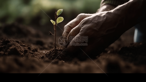 一双手在土壤中种植树苗图片