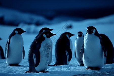 北极的企鹅群背景图片