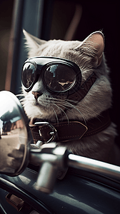 开车戴防风镜的猫咪图片