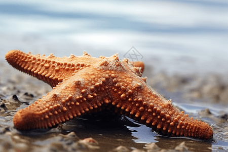 海星特写图片