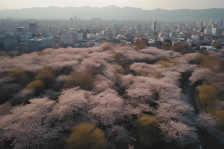 樱花树的航拍图背景图片