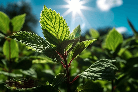 发光的薄荷叶背景图片