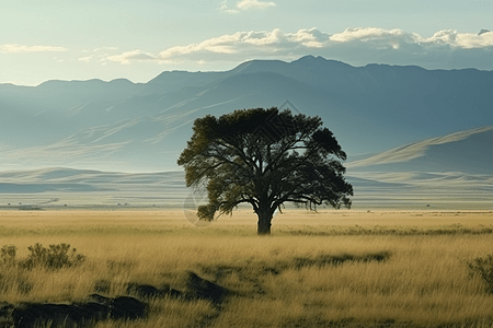 一棵孤独的树在田野中间图片