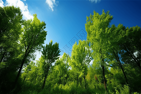 蓝天下翠绿的树林图片