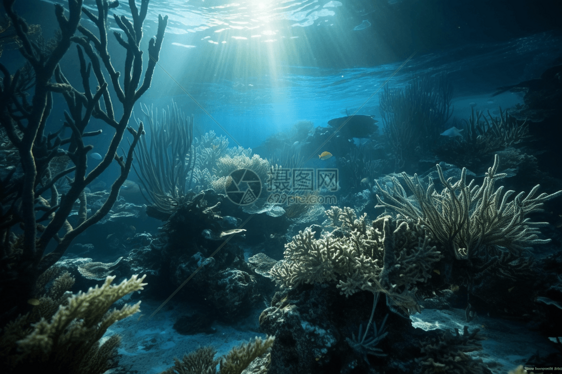 海底的珊瑚与海藻图片