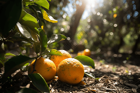 果树园里的柑橘图片