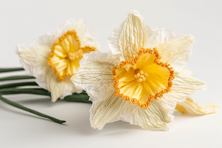 水仙花黄色花蕊图片