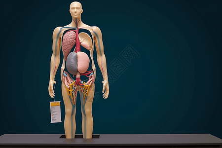 视觉器官的人体背景图片
