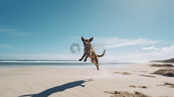 狗在海滩上跳跃图片