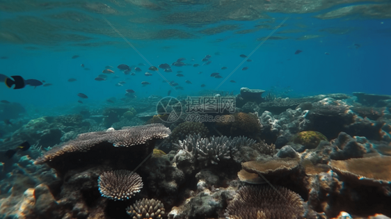 浅滩礁石上的珊瑚图片