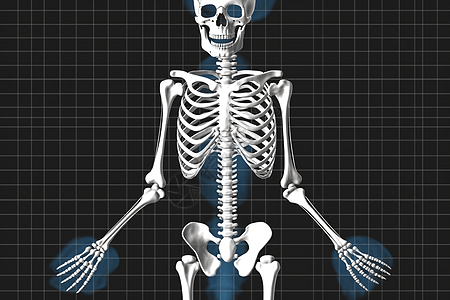 人体骨架图片