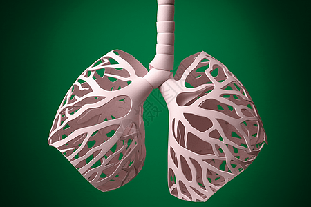 肺部剖析图图片