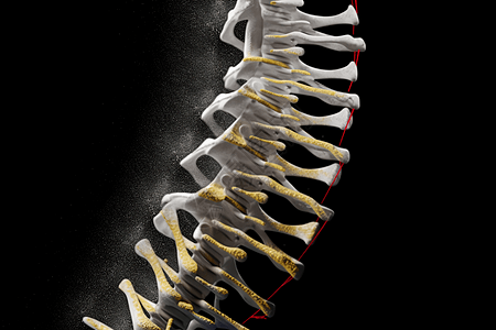 骨骼脊柱脊椎椎骨高清图片