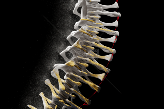 骨骼脊柱图片
