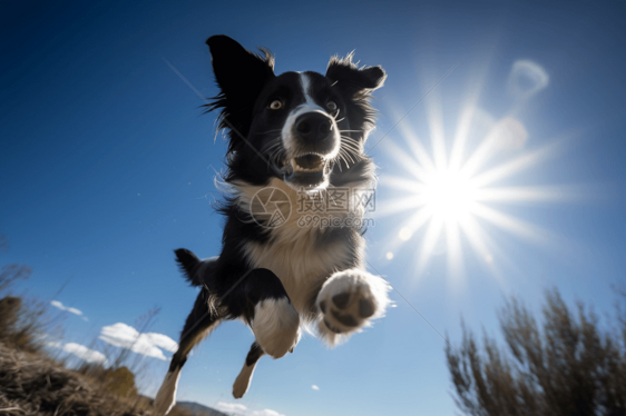 边境牧羊犬在蓝天下图片