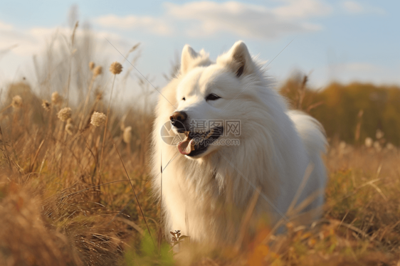 在草地上玩耍的萨摩耶犬图片