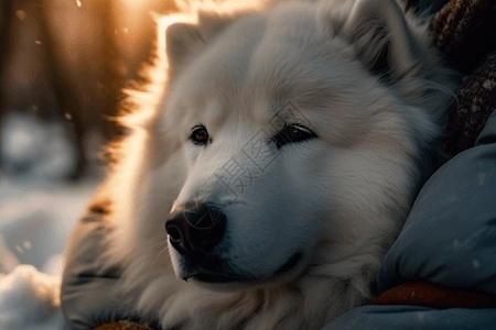 白雪皑皑冬天的狗图片