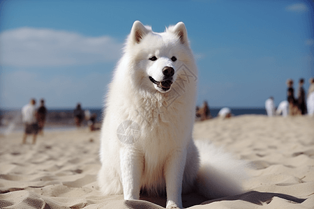 沙滩上的萨摩耶犬图片