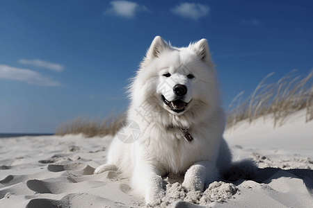 沙滩上的萨摩耶犬:图片