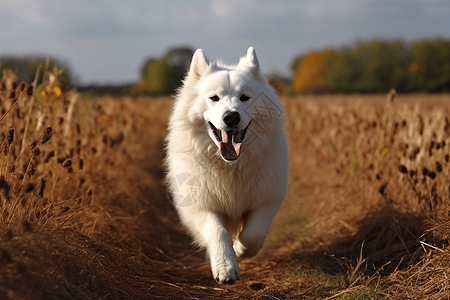 快乐奔跑在田野上的萨摩耶犬图片