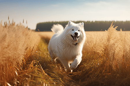田野上的萨摩耶犬背景图片