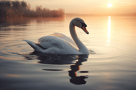 天鹅在日落时宁静的湖上图片
