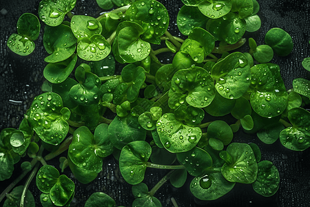 水芹特写图片