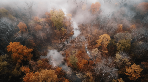 薄雾笼罩的森林图片