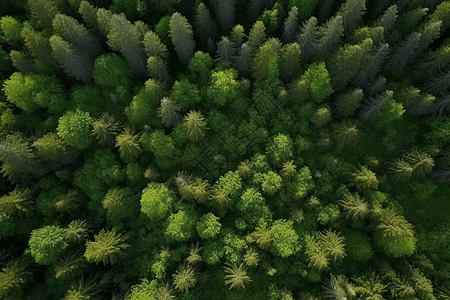 绿色森林树木高清图片