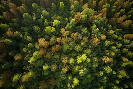 茂密的树林图片