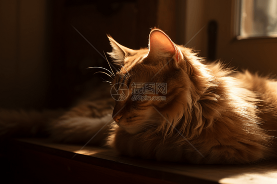 阳光下休息的猫咪图片