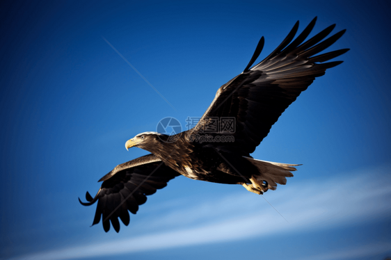 翱翔在天空的老鹰图片