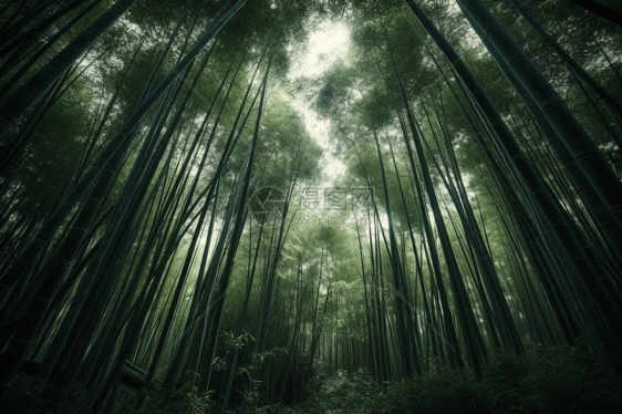 茂密的竹林景观图片