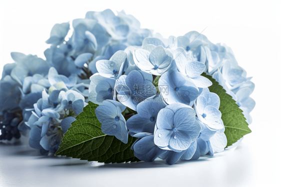 一朵朵蓝色盛开的绣球花图片