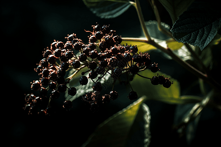 黑色接骨木花朵图片