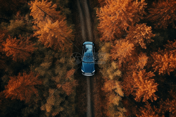 森林道路中的汽车图片