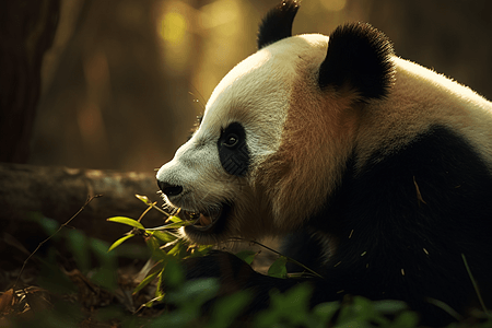 可爱的熊猫在竹林里吃竹子图片